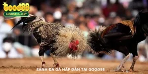 Đá Gà Thomo