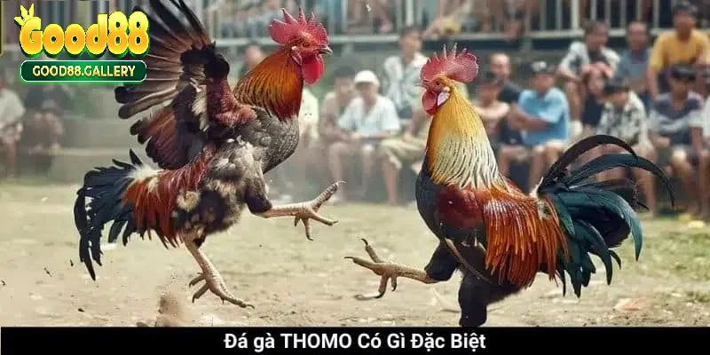 Điểm đặc sắc không nơi nào có được của đá gà Thomo.