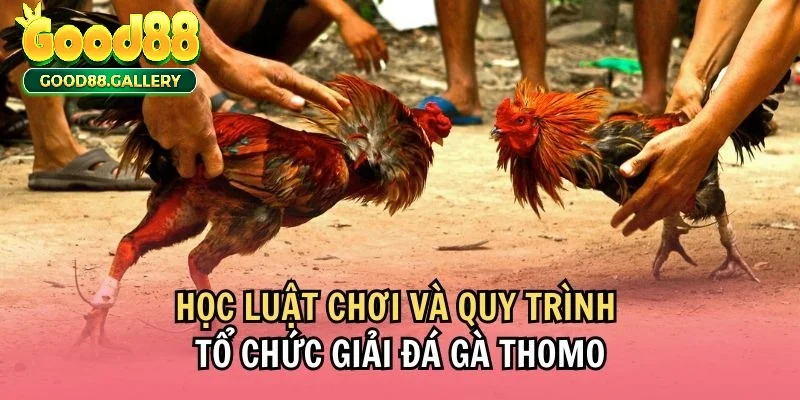 Trang bị luật chơi bộ môn chọi gà này.