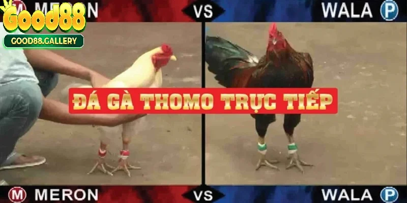 Bộ môn đá gà Thomo được chiếu trực tiếp trên kênh Good88.