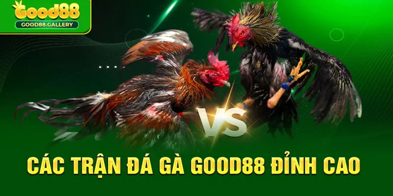 Đá gà Good88 - Trận chiến tranh tài kịch tính